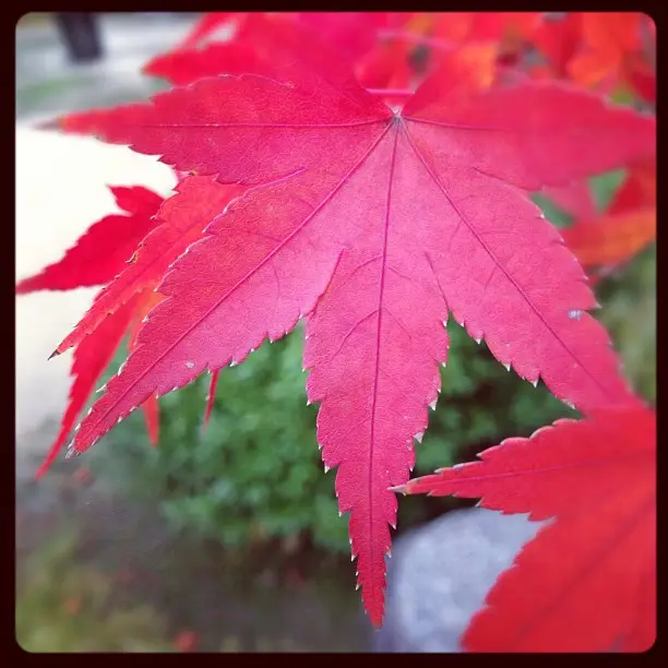 Vibrant Red Maple Leaf