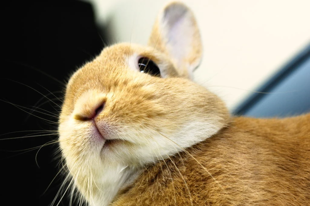 Fawn Netherland Dwarf Rabbit Portrait