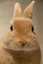 Curious Bunny Portrait