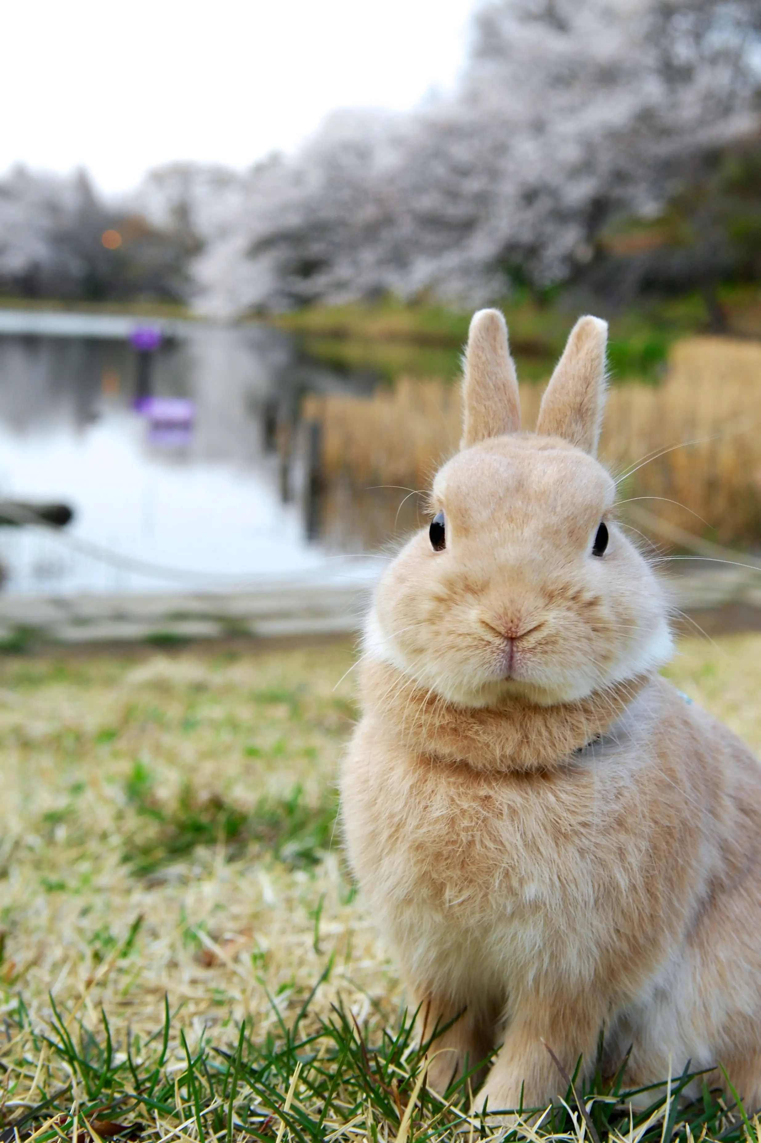 rabbit