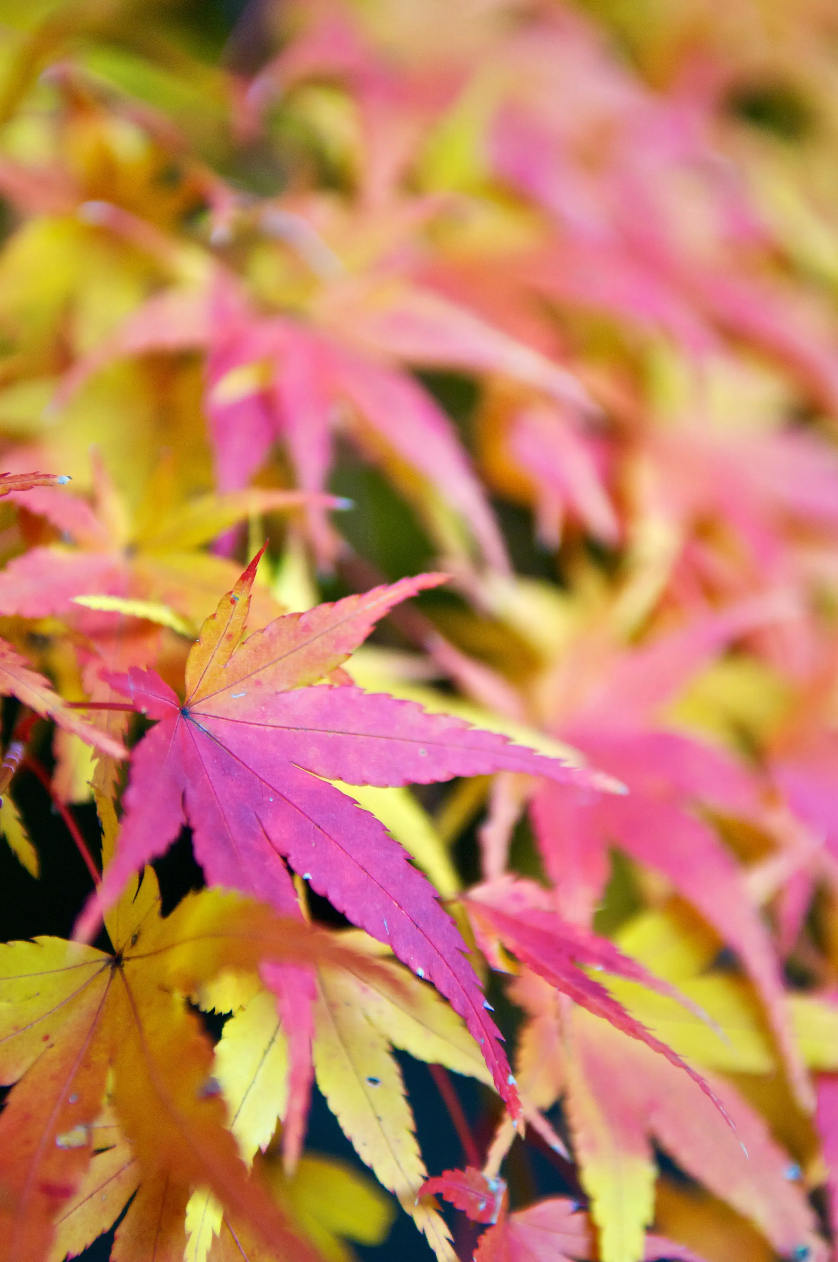 Colorful Autumn Maple Leaves