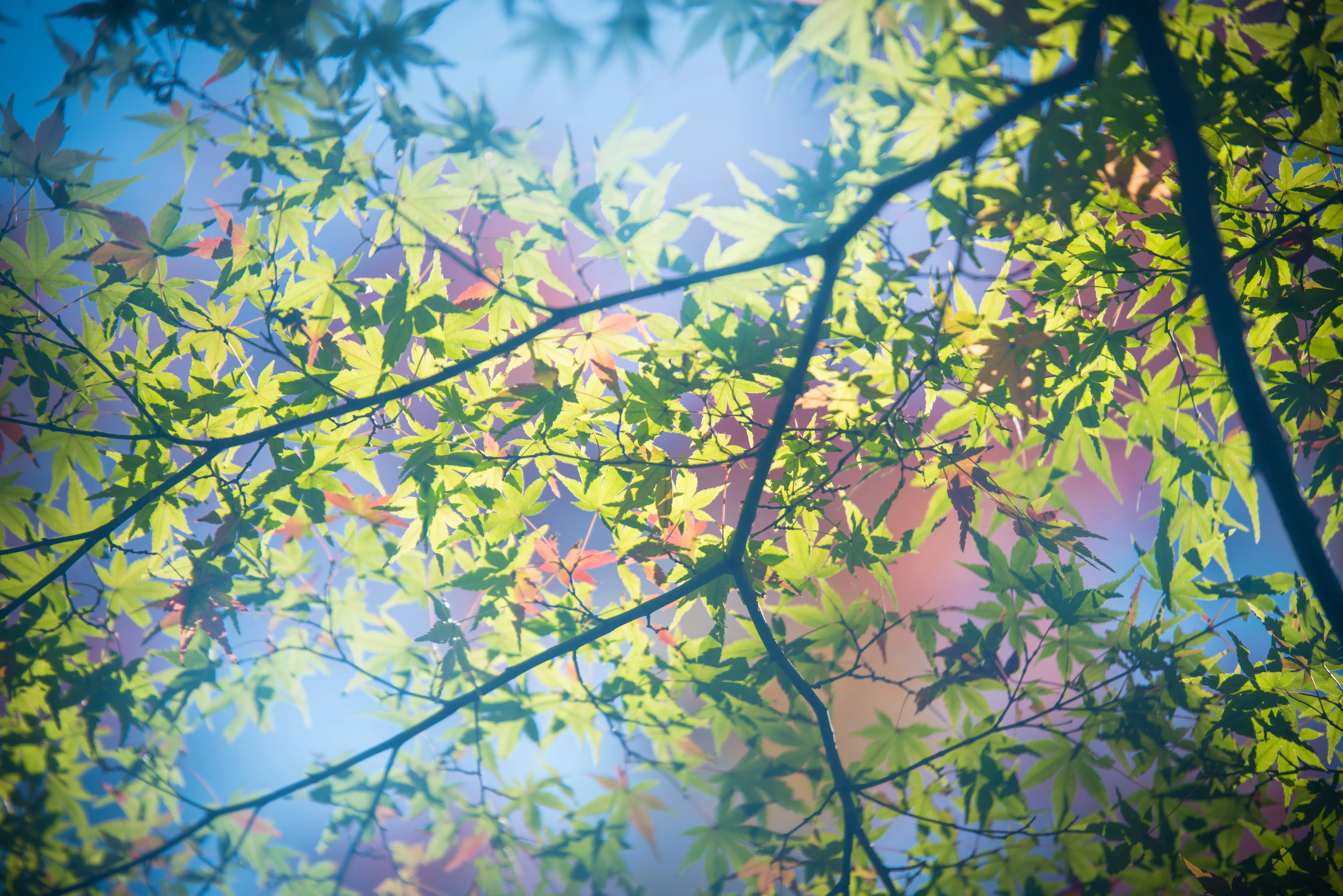 Maple leaves