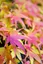 Colorful Autumn Maple Leaves