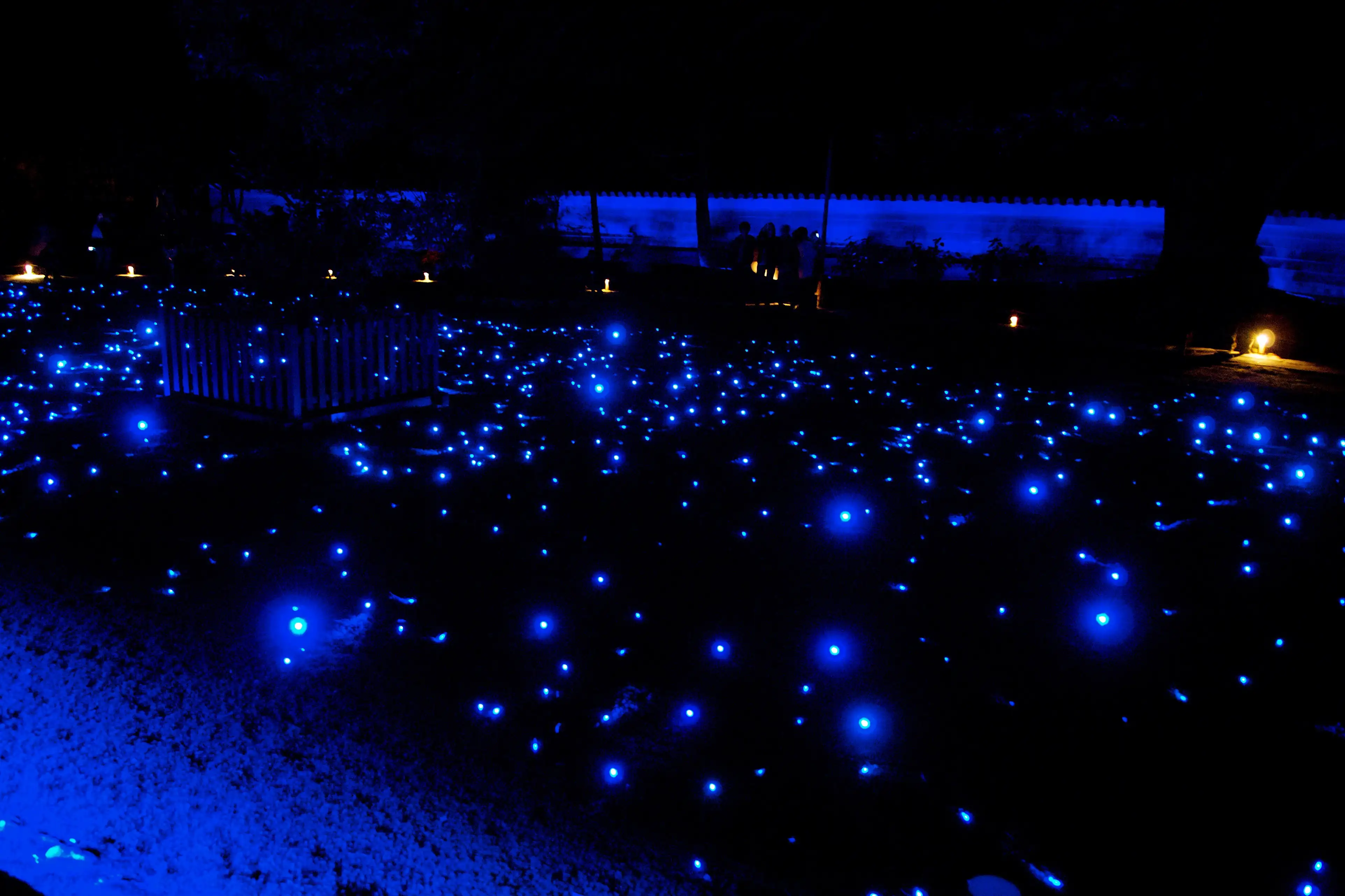 Blue Light Illumination in a Garden