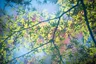 Maple leaves