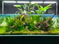 Aquarium Fish Close-up