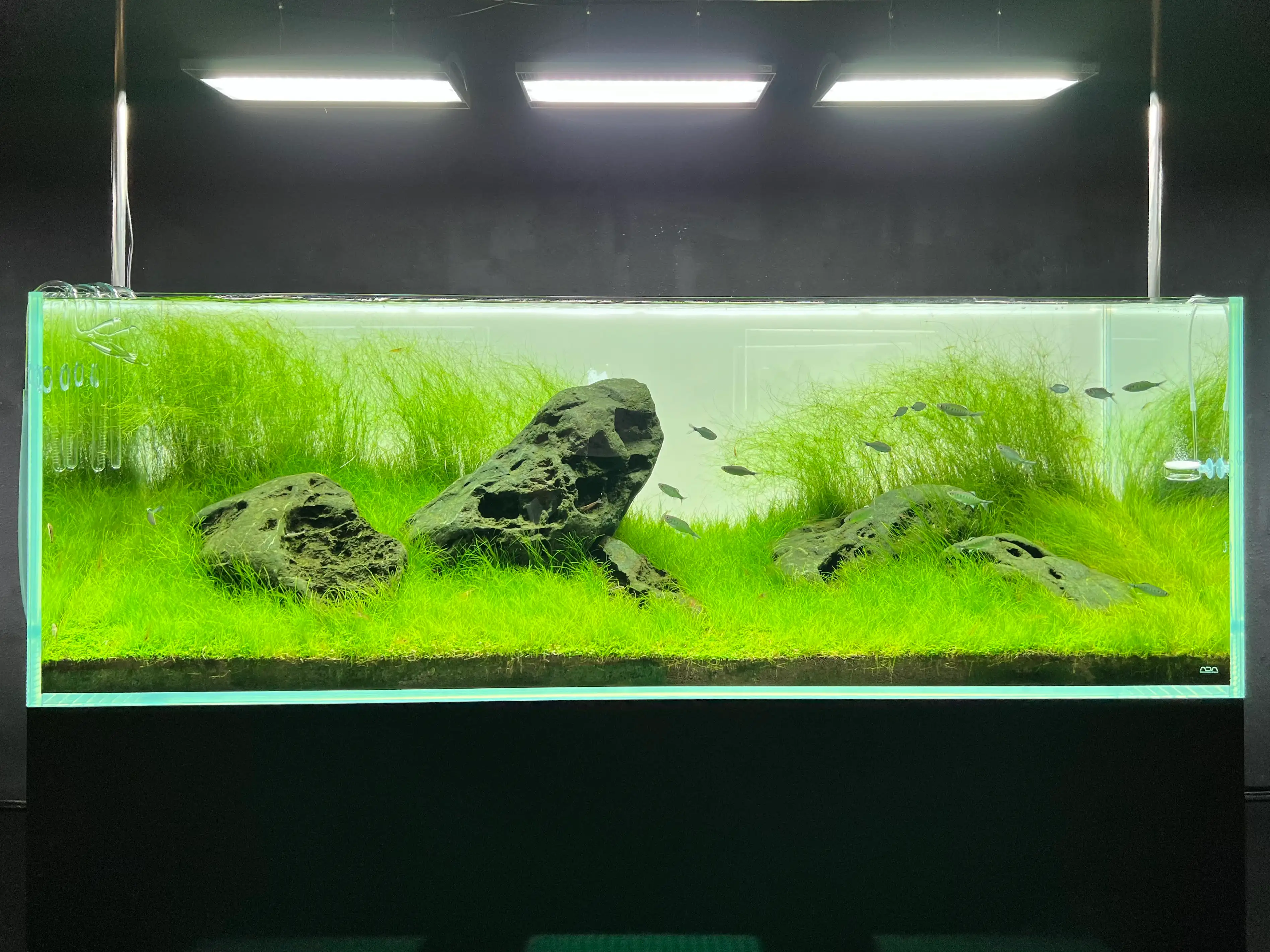 Aquarium Underwater Scene