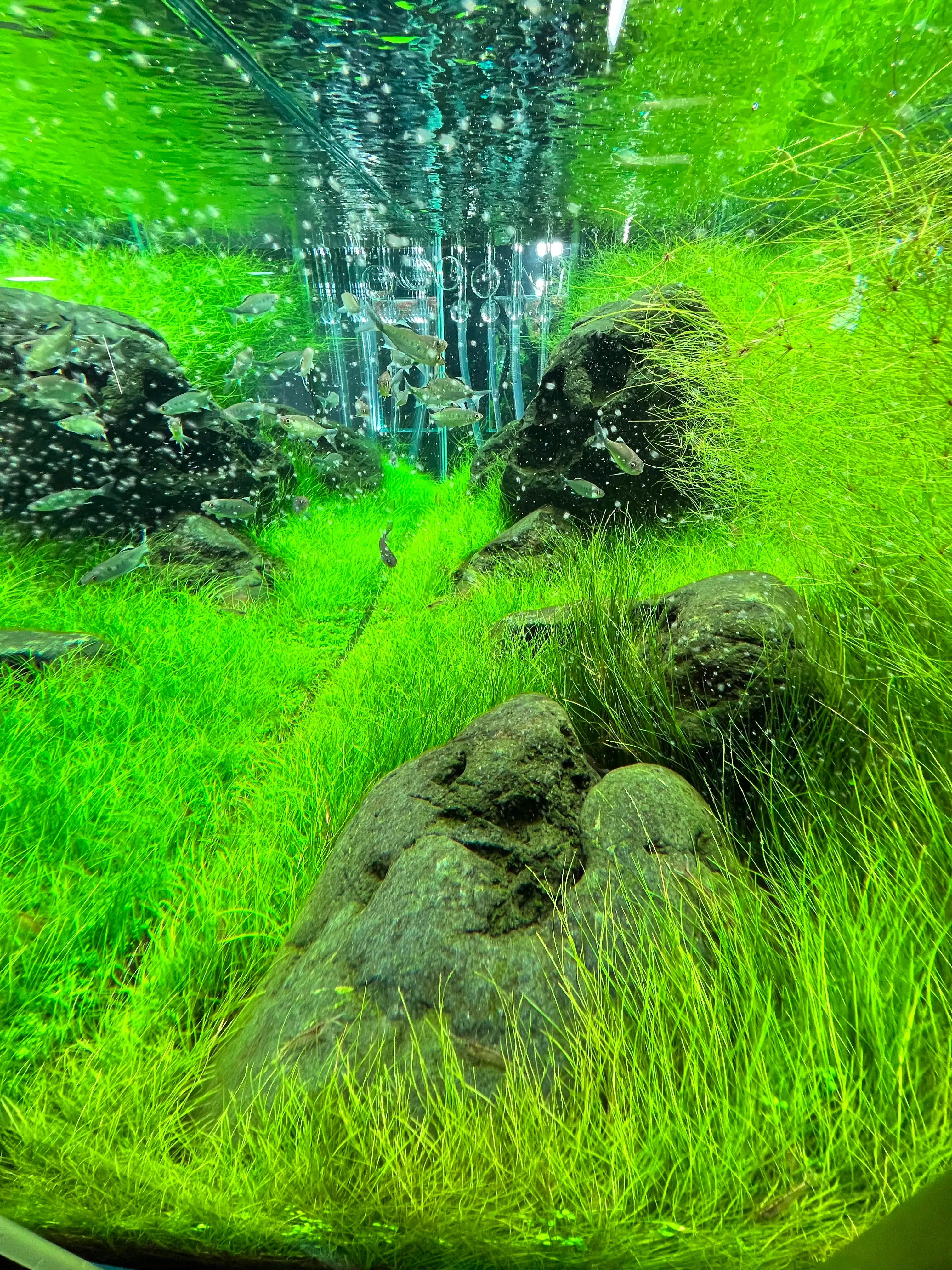 Aquarium Tank View