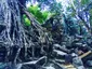 Trees of Ta Prohm