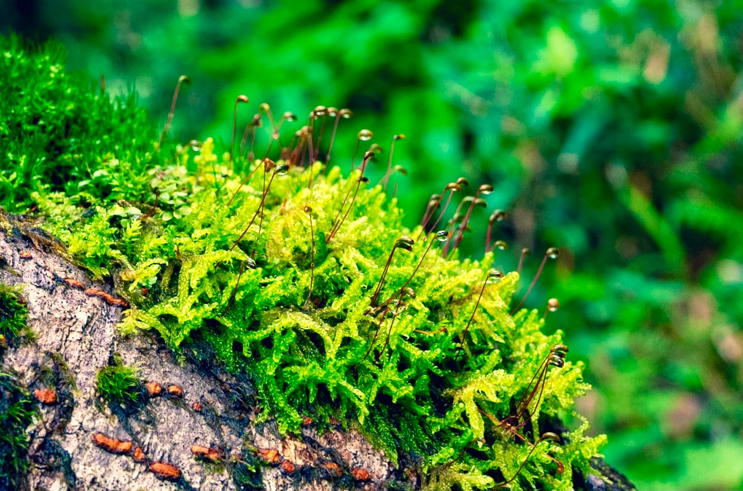 Starry Night Sky over the Alps
